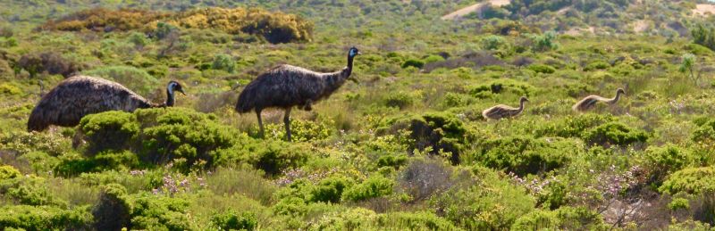 Eyre Peninsula Landscape 03