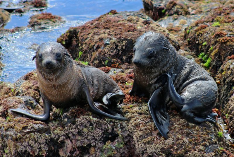 Phillip Island Marine Mammals - Autumn 03