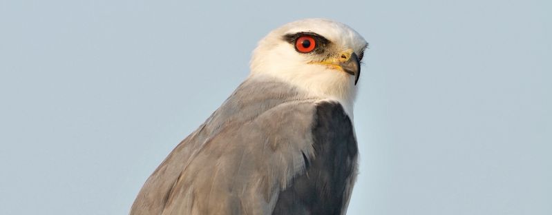 Eyre Peninsula Birding - Summer 05