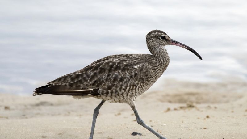 Kangaroo Island Birds - Summer 05