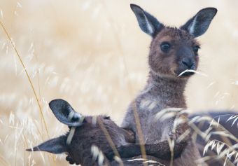 Kangaroo Island - Blog Summer