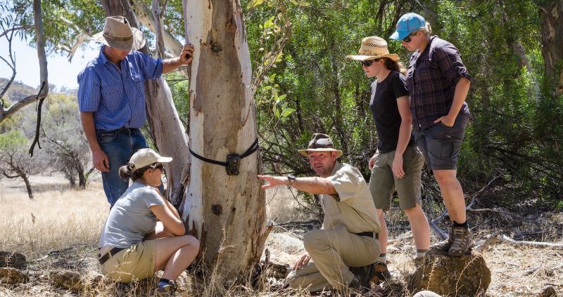 Arkaba Conservation 01