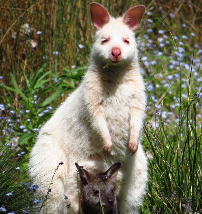 Tasmania Land Mammals Spring 01