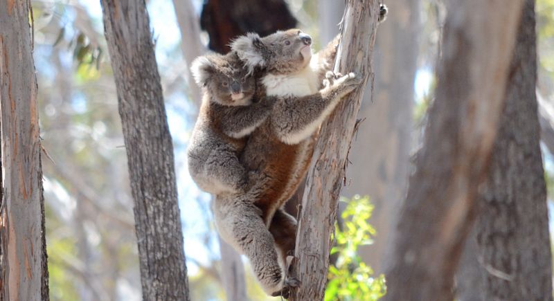 Koala Questions - Australia Walkabout Park