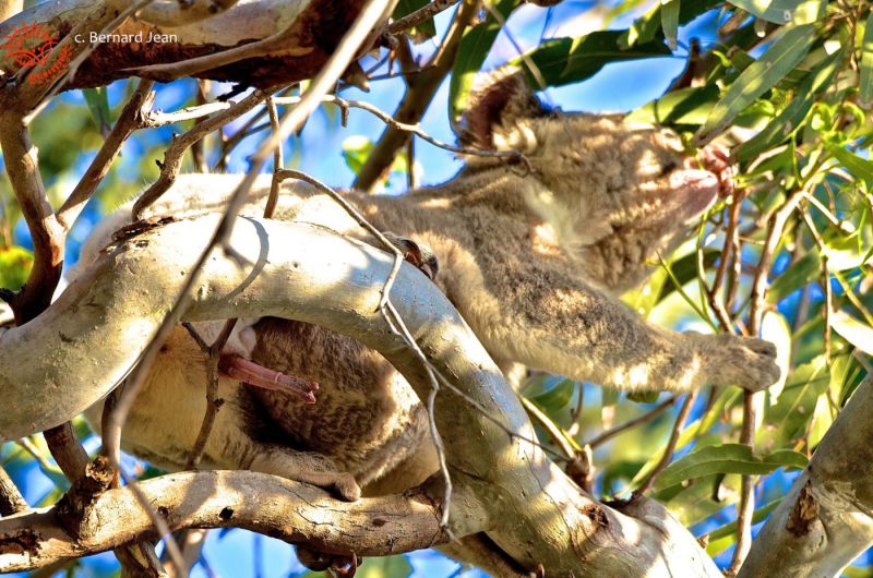 Despre marsupiale | Enciclopedie Animale