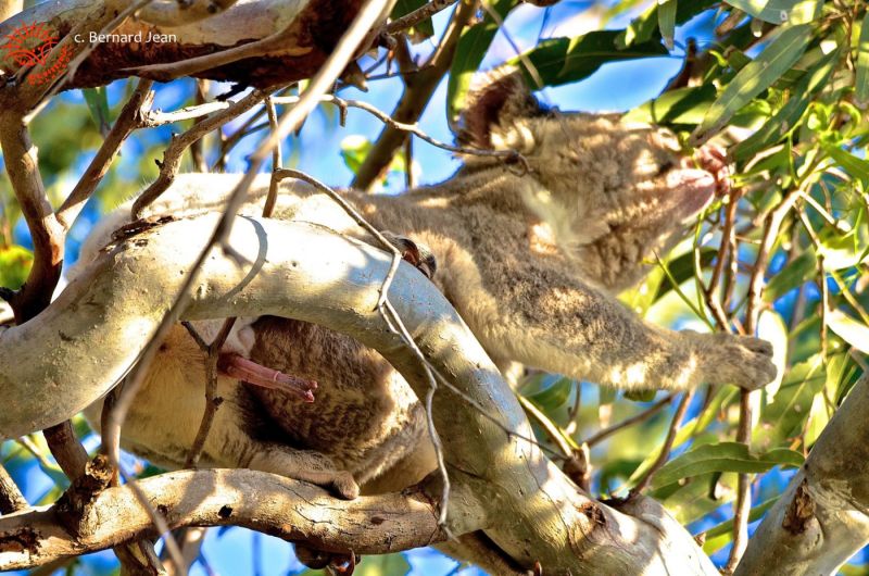 Zookeepers Have To Get Creative To Weigh Koala Joeys