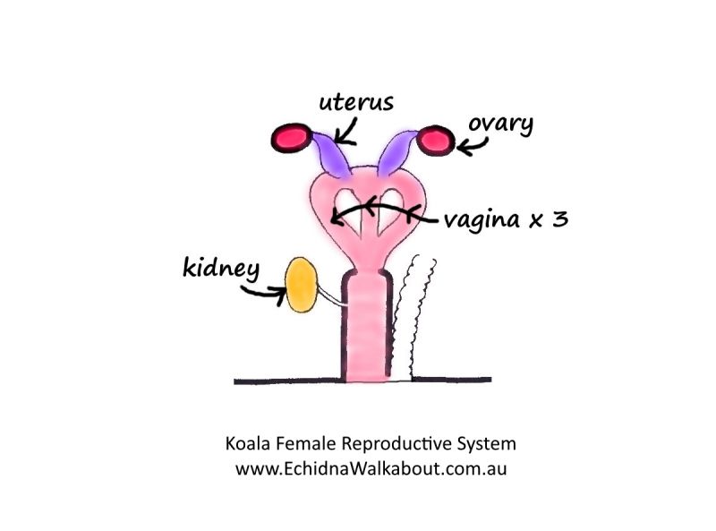 Echidna Walkabout - Koala Reproductive System