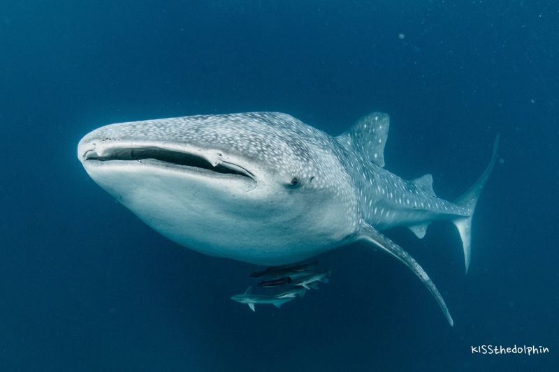 Exmouth Blog - Whale Shark 01