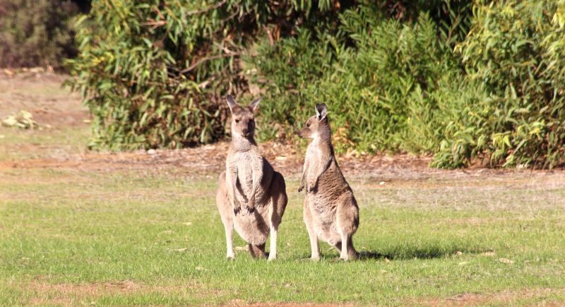 Blog 01 - Kangaroos