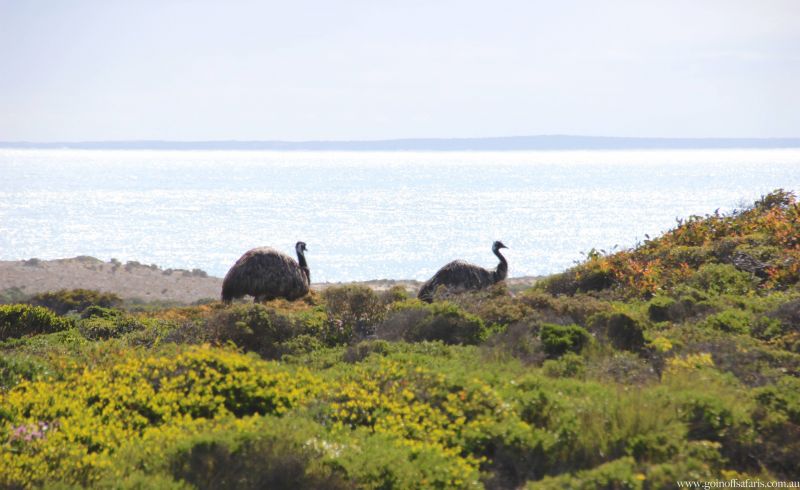 Winter Wonders of the Eyre Peninsula | Australian Wildlife Journeys