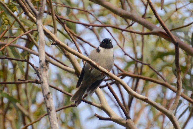 Premier Travel Blog - 01 Honeyeater