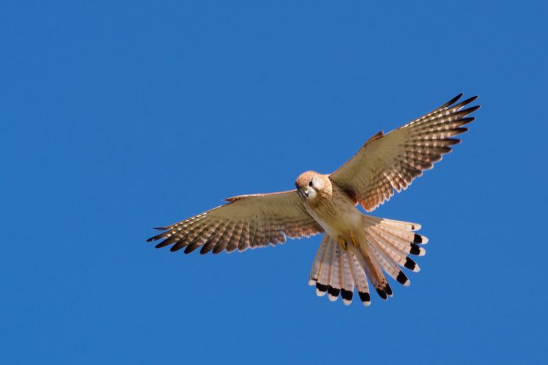 Nankeen Kestrel