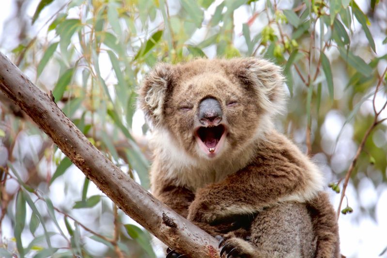 Four tips to spot koalas in the wild