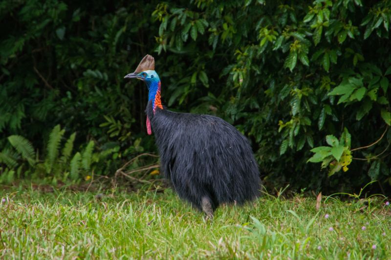 FNQ Nature Tours Hero 02