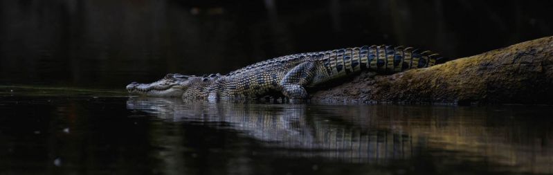 FNQ Nature Tours Hero 05