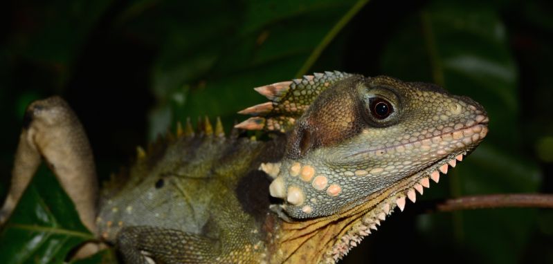 FNQ Nature Tours Hero 07