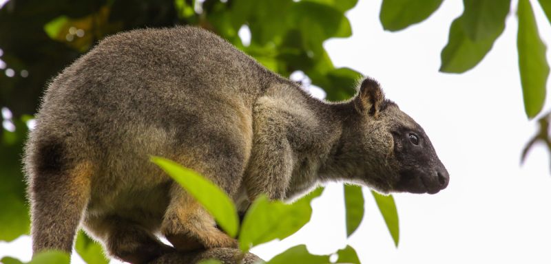 FNQ Nature Tours Hero 08