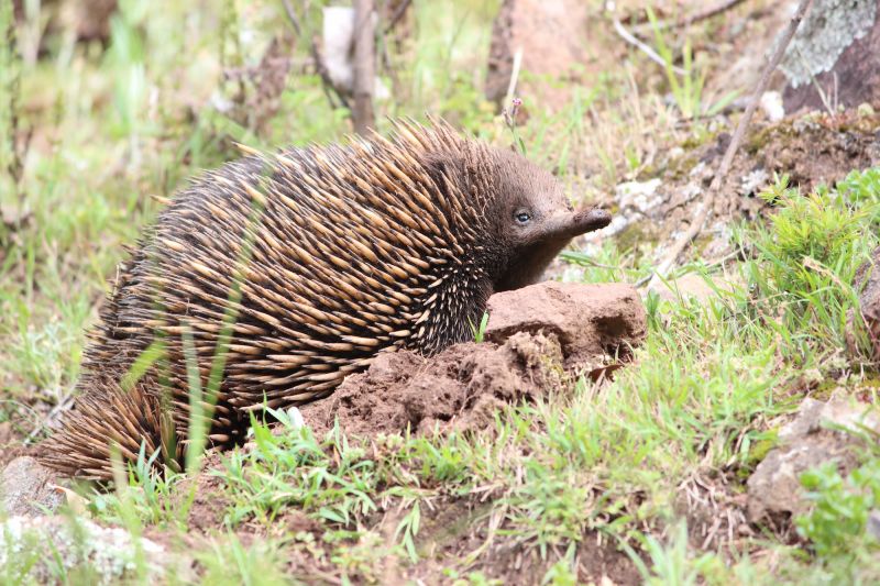 Short-beaked Echidna | Echidna Walkabout Nature Tours